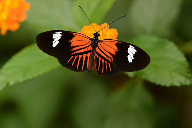 Vlinders spotten in de Orchideeën Hoeve